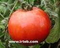 tomato.jpg