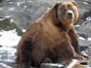 bear.jpg